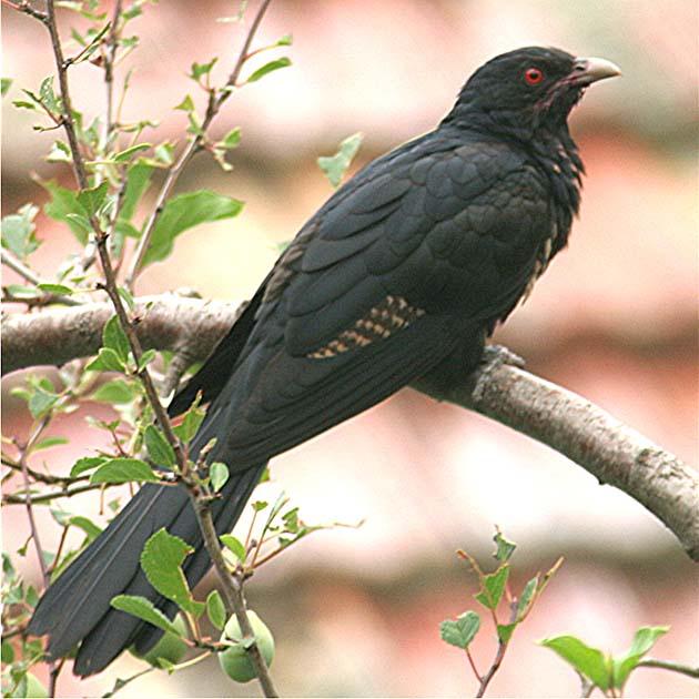 eastern-koel-canberra-birds